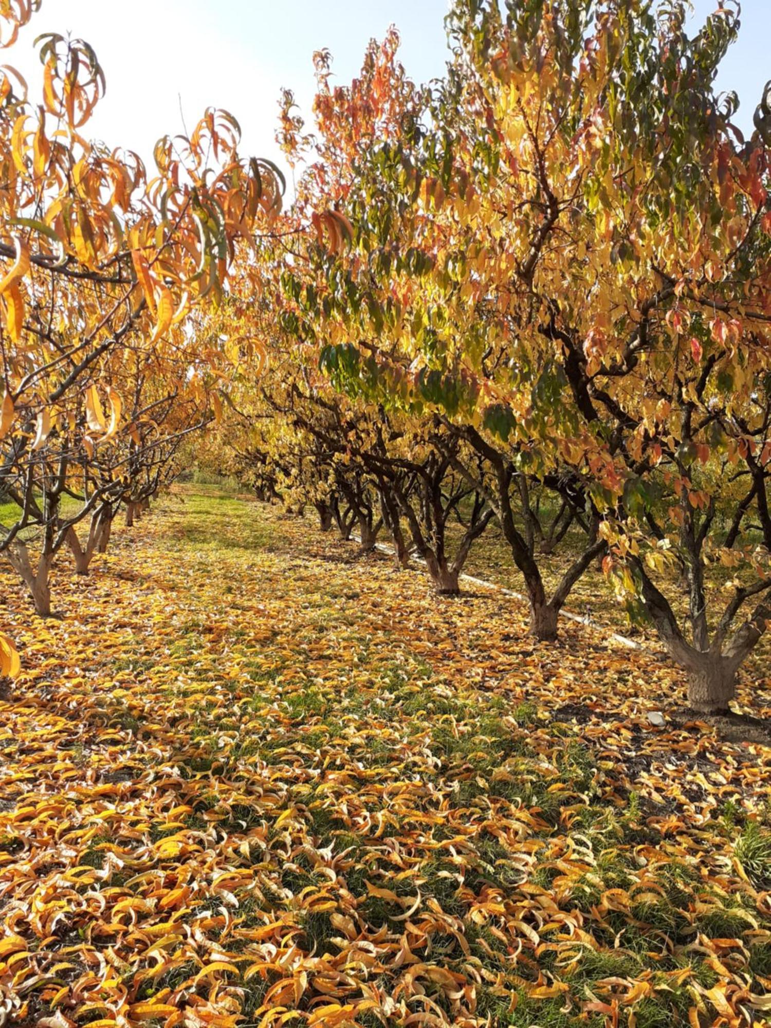 Aux Pieds Des Vignes Bed & Breakfast Ingersheim Luaran gambar
