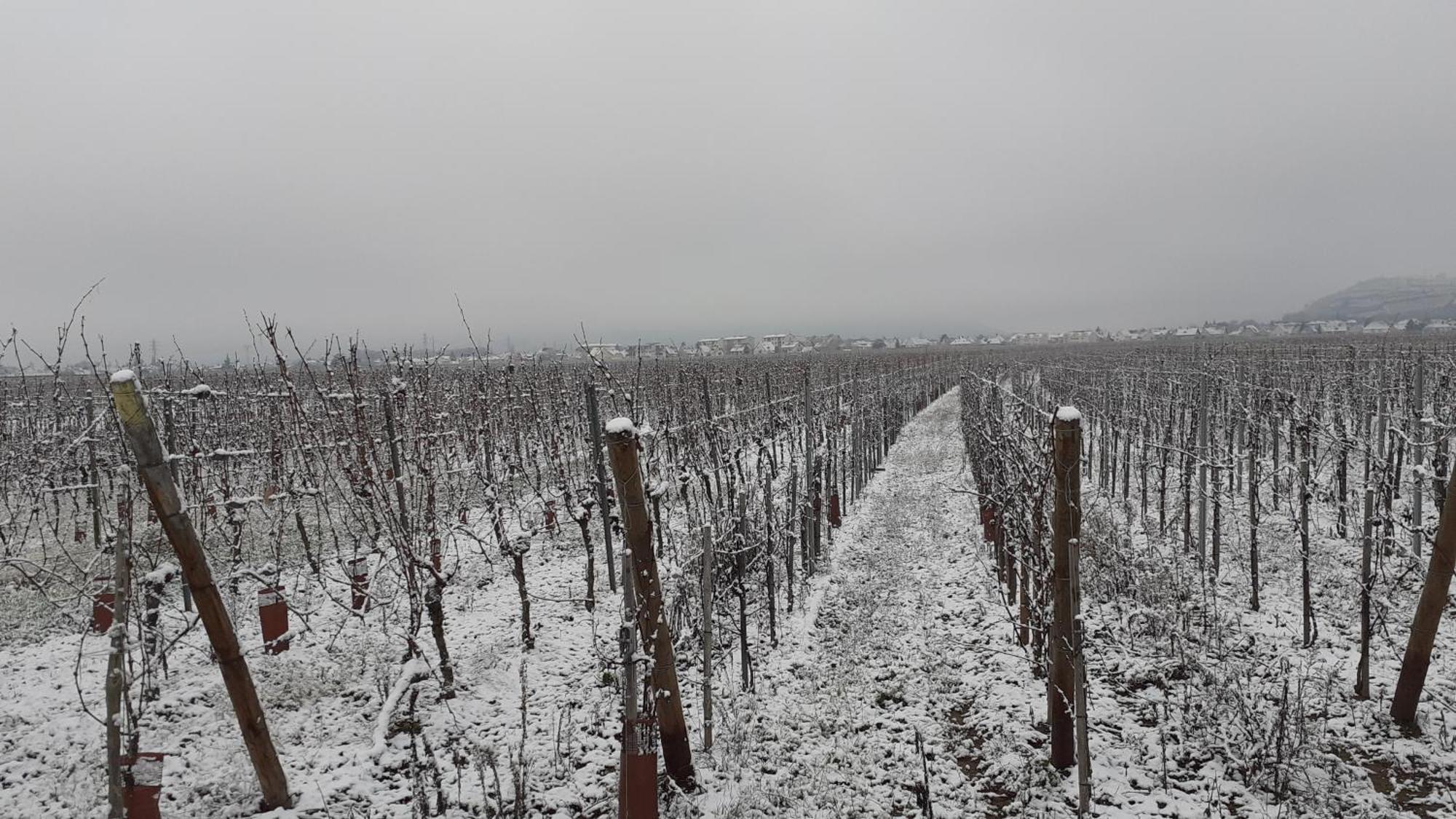 Aux Pieds Des Vignes Bed & Breakfast Ingersheim Luaran gambar